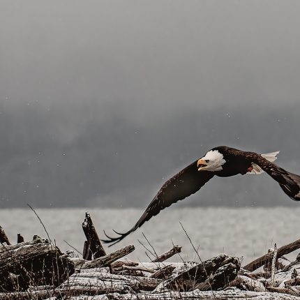 eagle gliding over driftwood in winter