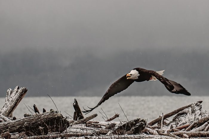 eagle gliding over driftwood in winter