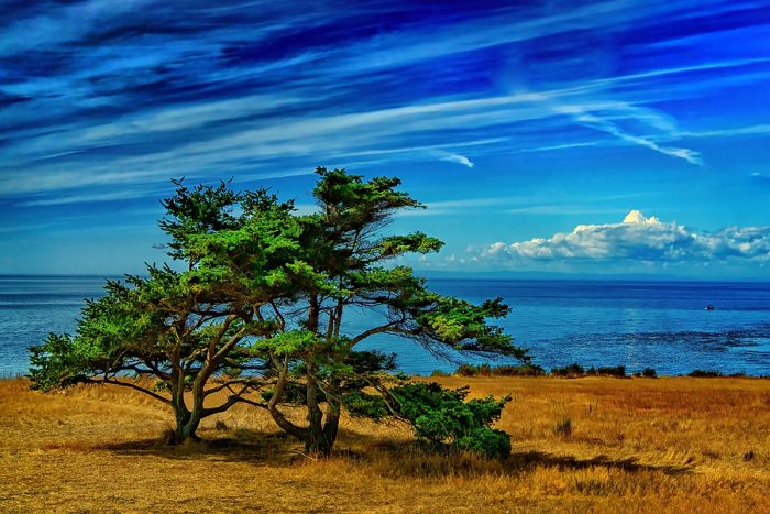 Sky, sea, and field contrasting behind a tree