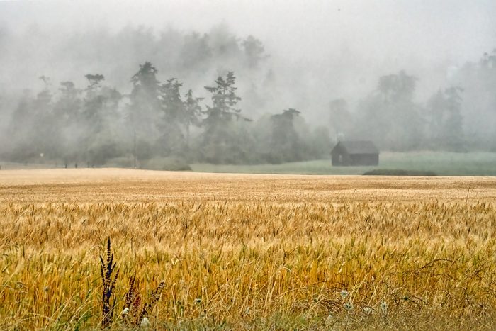 misty prairie at Ebey's Landing