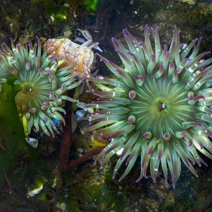 Whidbey Island: Beyond the Grand Landscape
